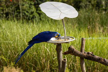 Hyacinth Macaw feeding 