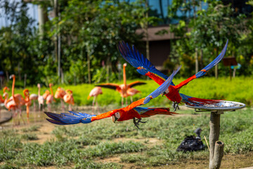 Scarlet Macaws flying in mid air with flamingo in the background