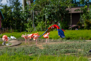 Scarlet Macaw parrot flying in mid air with flamingo in the background