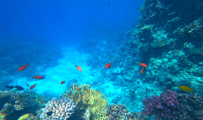 Naklejka na ściany i meble Amazing coral reef and fish