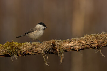 Mars tit, in the forest and on a branch