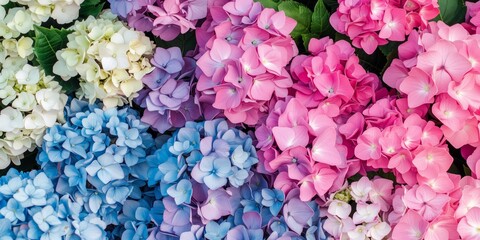 Fototapeta premium Background of Hydrangea flowers blossom