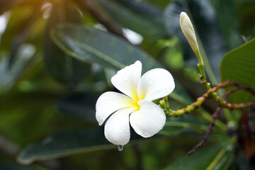 Plumeria, white. Commonly known as plumeria, Frangipani, Temple tree. The flowers are fragrant and are medicinal herbs used in combination with betel nut. It is used as a remedy for fever and malaria.