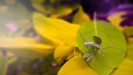Praying Mantis on garden background. 