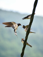 bird in flight
