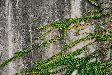 Boston Ivy branches on concrete wall