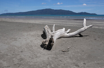 Thriftwood. New Zealand. Beach.  Waimeha domain. Tutere Street, Waikanae New Zealand. Kaputi island...