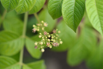 Ranibili small flowers
