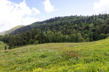 Naklejka premium Walking through the subalpine meadows in the highlands during the flowering of plants and warm weather.