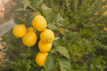 Fresh ripe lemons on a lemon tree branch in a sunny garden