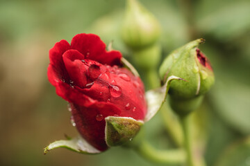 Red rose with water drops after rain
