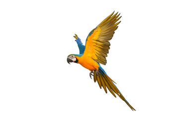 Colorful flying parrot isolated on transparent background png file
