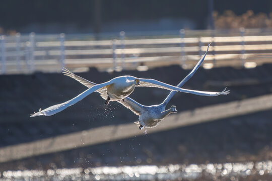早朝、ねぐらから一斉に飛び立つ美しいオオハクチョウ（ガンカモ科）の群れ。

日本国栃木県栃木市、渡良瀬遊水地にて。
ラムサール条約登録地。
2024年1月27日撮影。

A flock of beautiful whooper swans (Cygnus cygnus, family comprising Anatidae) flying simultaneously from their roo