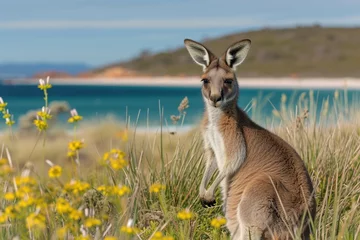 Foto op Plexiglas kangaroo in the grass © Hussain