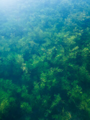 Underwater vegetation, background image of aquatic plants in freshwater lake - 724574513