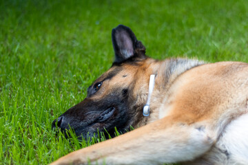 Dog in the field