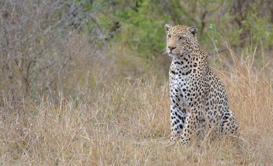 Obraz premium leopard in the grass