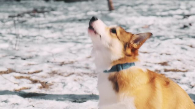 Close-up A small Pembroke Welsh Corgi puppy walks in the snow with his owner on a sunny winter day. Sits and barks. Happy little dog. Concept of care, animal life, health, show, dog breed
