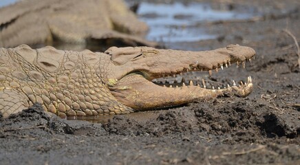 Fototapeta premium crocodile in the sand