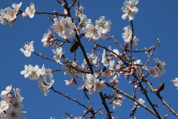 almond trees in bloom, with the detail of the flowers and their beautiful blossoms against the blue background of the sky. 