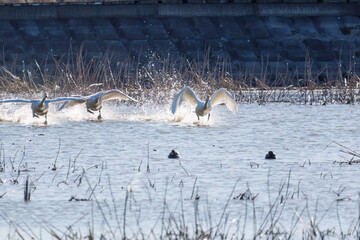 Obraz premium 早朝、ねぐらから一斉に飛び立つ美しいオオハクチョウ（ガンカモ科）の群れ。日本国栃木県栃木市、渡良瀬遊水地にて。 ラムサール条約登録地。 2024年1月27日撮影。A flock of beautiful whooper swans (Cygnus cygnus, family comprising Anatidae) flying simultaneously from their roo
