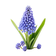 Muscari isolated on transparent background