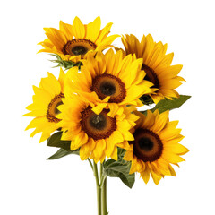 Sunflower flowers isolated on white background Photo PNG