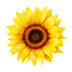 Sunflower flowers isolated on white background Photo PNG