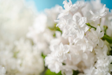 Springtime landscape with close up branch of blooming white lilac flowers, background. Romantic banner with free copy space for text