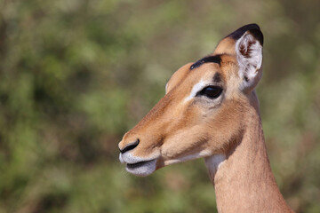 Schwarzfersenantilope / Impala / Aepyceros melampus