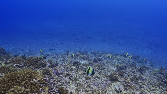 Moorish Idol over the Reef in the atoll of Fakarava in the French Polynesia in the middle of the South Pacific