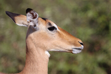 Schwarzfersenantilope / Impala / Aepyceros melampus