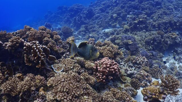 Titan Triggerfish over the Reef in the atoll of Fakarava in the French Polynesia in the middle of the South Pacific