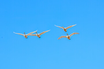 早朝、ねぐらから一斉に飛び立つ美しいオオハクチョウ（ガンカモ科）の群れ。

日本国栃木県栃木市、渡良瀬遊水地にて。
ラムサール条約登録地。
2024年1月27日撮影。

A flock of beautiful whooper swans (Cygnus cygnus, family comprising Anatidae) flying simultaneously from their roo