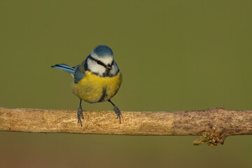 Blue tit posing on the branch
