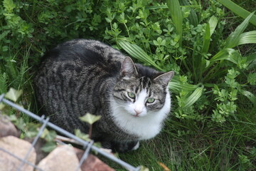 grau getigerte junge Katze