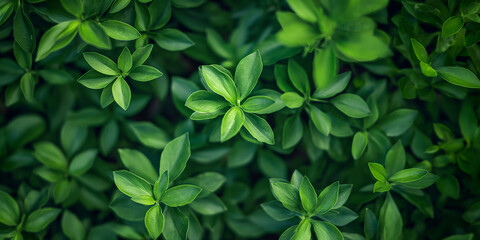 Overhead View of Lush Green Leafy Plant