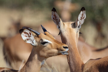 Schwarzfersenantilope / Impala / Aepyceros melampus.