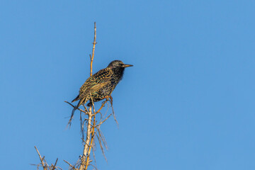 Common Starling perched on a tree branch in the morning light