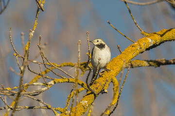 White Wagtail perched on a tree branch in the morning light