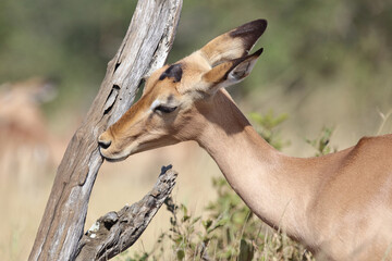 Schwarzfersenantilope / Impala / Aepyceros melampus