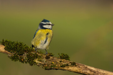 Beautiful blue tit is posing on a branch
