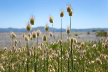 Grass at the beach of Camp Bay. Wellington Harbour area. Coast. 
