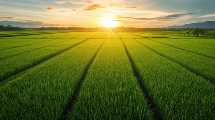 Beautiful photo of rice fields for background - obrazy, fototapety, plakaty