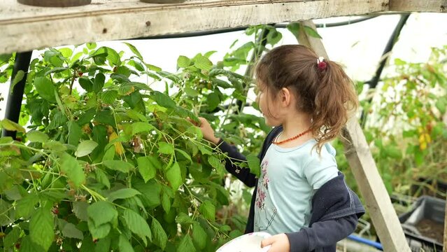 Little girl collecting and eating fresh, red and tasty raspberries from a raspberry bush in a greenhouse. High quality FullHD footage
