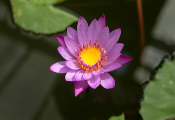 Waterlilly. The Wellington Botanic Garden in Wellington, New Zealand .