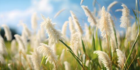White flower fluff of the blady grass,Wind Blowing Grass ,
nature, grasses, fluffy, plant, wild, field, meadow, soft, delicate, botanical, floral, summer, bloom,  - obrazy, fototapety, plakaty