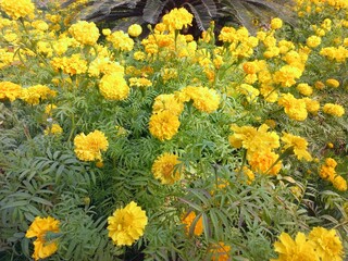 Beautiful yellow flowers in the garden
