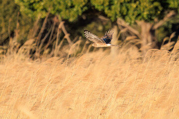 夕方ねぐら入りする飛翔する美しいハイイロチュウヒ（タカ科）。

日本国栃木県栃木市、渡良瀬遊水地にて。
ラムサール条約登録地。
2024年1月27日撮影。

A beautiful Northern harrier (Circus cyaneus, family comprising hawks) returning to its nest in the evening.

At WATARASE