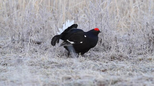 Black Grouse (Tetrao tetrix) in the field